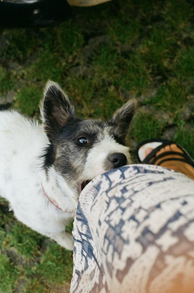 hunde spielzeug