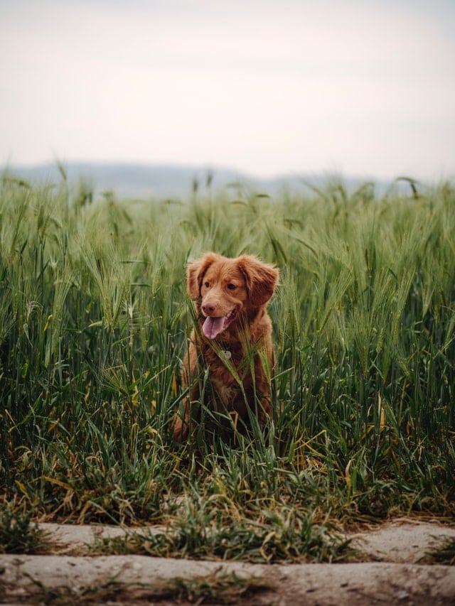 duerfen hunde mais essen