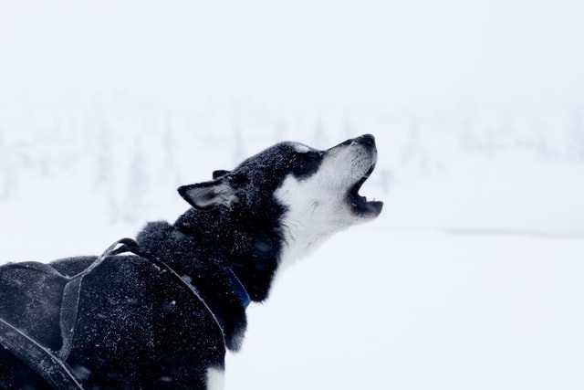 warum heulen hunde