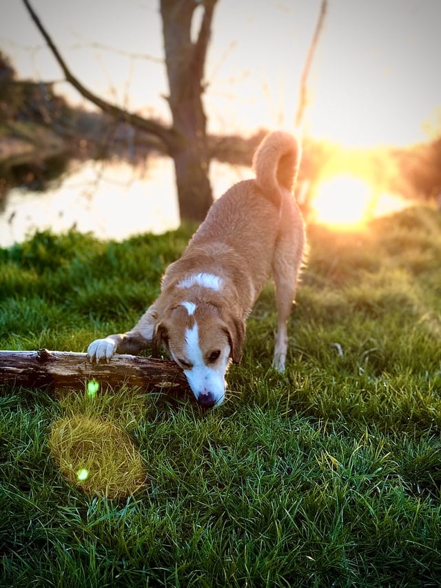 Hund frisst Gras - Was kann ich tun? [Ratgeber] - Fellnase