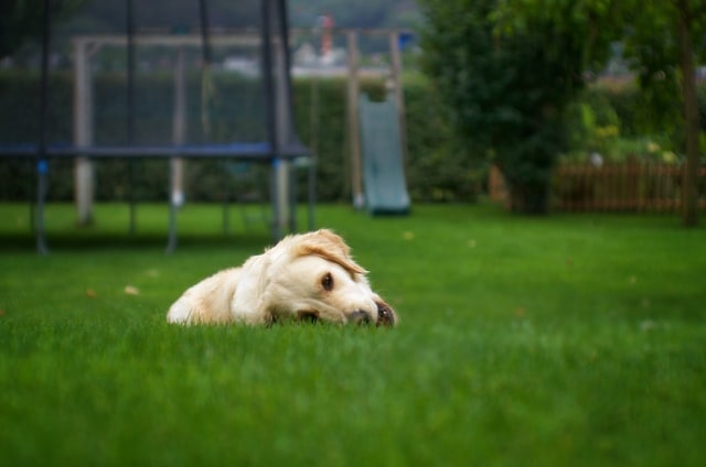 hund frisst gras