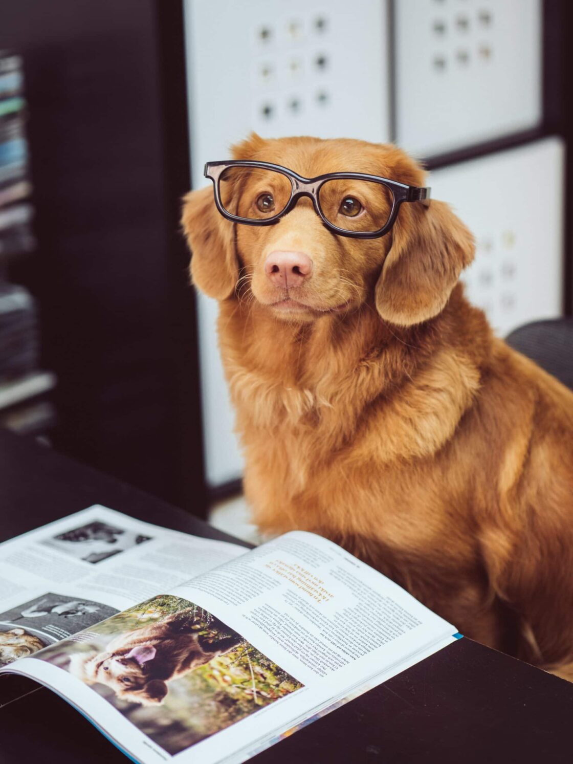 Habe ich Zeit während des Studiums für einen Hund