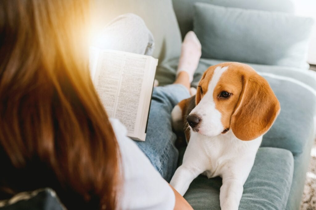 Hund im Studium anschaffen. ist das die richtige Idee