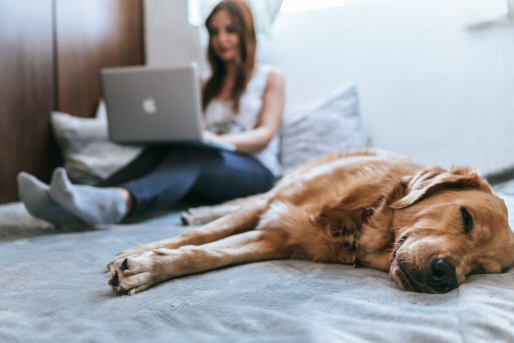 Hund schläft und Frau arbeitet