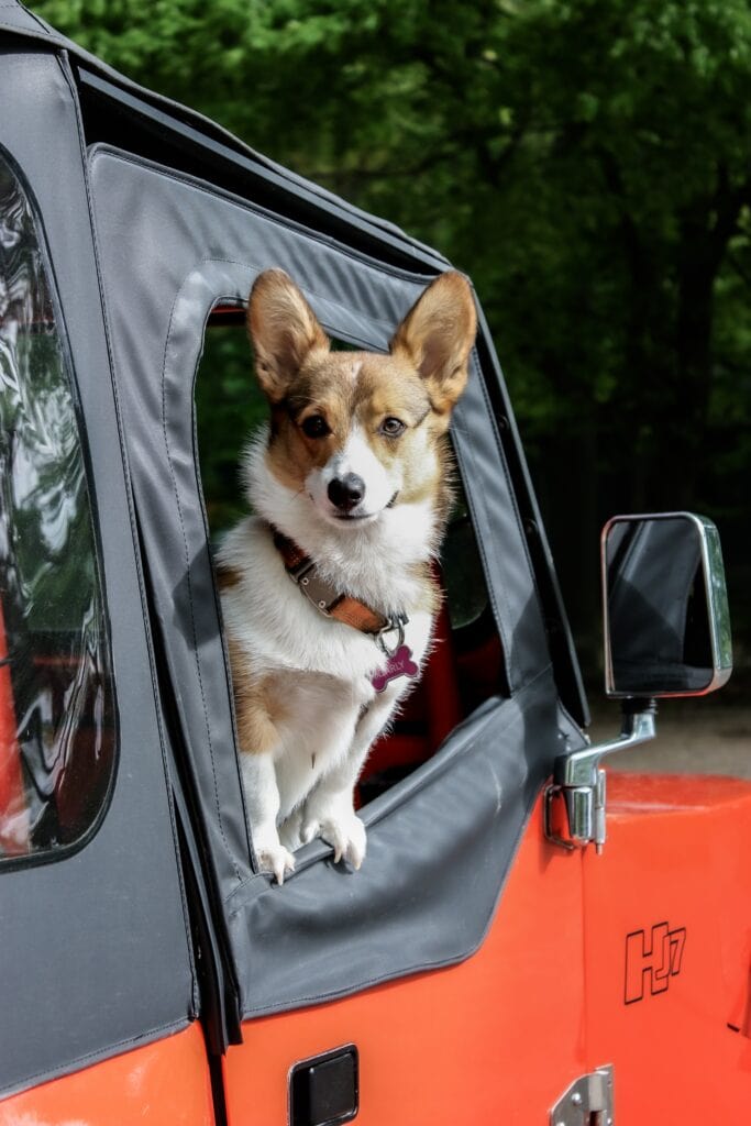 Hund fährt mit in den Urlaub im Auto